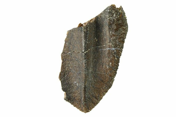 Fossil Dinosaur (Triceratops) Tooth Tip - Wyoming #284123